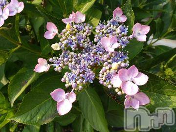 諏訪デリヘル Three＆Men’s Spa(スリー＆メンズスパ) まりこスリー(60)の7月12日写メブログ「ありがとうございました(^^)」