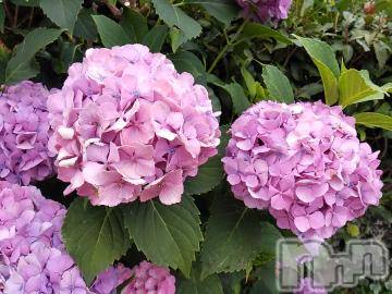 諏訪デリヘル Three＆Men’s Spa(スリー＆メンズスパ) まりこスリー(60)の6月27日写メブログ「ありがとう💕」