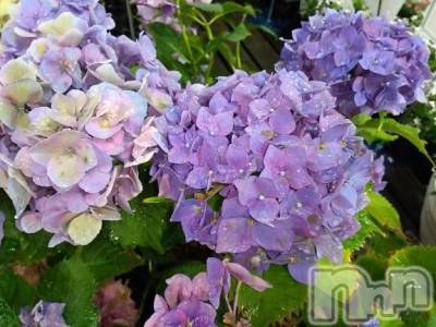 諏訪デリヘル Three＆Men’s Spa(スリー＆メンズスパ) まりこスリー(60)の6月14日写メブログ「ありがとう(^^)」