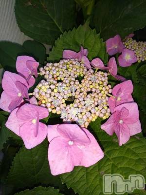 諏訪デリヘル Three＆Men’s Spa(スリー＆メンズスパ) まりこスリー(60)の6月15日写メブログ「ありがとう(^^)」