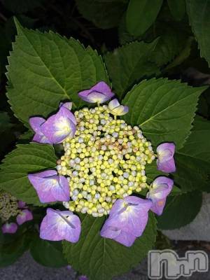 諏訪デリヘル Three＆Men’s Spa(スリー＆メンズスパ) まりこスリー(60)の6月16日写メブログ「ありがとう(^^)」