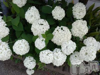 諏訪デリヘル Three＆Men’s Spa(スリー＆メンズスパ) まりこスリー(60)の6月26日写メブログ「ありがとう??」