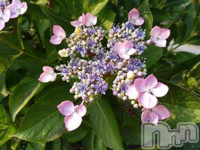 諏訪デリヘル Three＆Men’s Spa(スリー＆メンズスパ) まりこスリー(60)の6月29日写メブログ「ありがとう(^-^)」