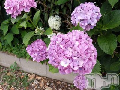 諏訪デリヘル Three＆Men’s Spa(スリー＆メンズスパ) まりこスリー(60)の7月2日写メブログ「ありがとう(^^)」