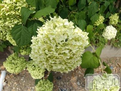 諏訪デリヘル Three＆Men’s Spa(スリー＆メンズスパ) まりこスリー(60)の7月14日写メブログ「ありがとう(^^)」