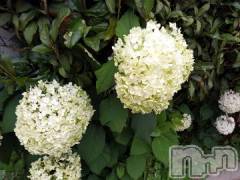 松本発デリヘルThree＆Men’s Spa(スリー＆メンズスパ) まりこスリー(60)の6月30日写メブログ「ありがとう💕」