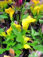 松本発デリヘルThree＆Men’s Spa(スリー＆メンズスパ) まりこスリー(60)の11月24日写メブログ「ありがとう(^-^)」