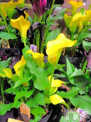 松本発デリヘル Three＆Men’s Spa(スリー＆メンズスパ) まりこスリー(60)の11月24日写メブログ「ありがとう(^-^)」