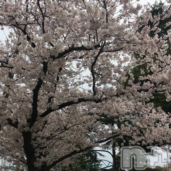 新潟デリヘル熟女の風俗 最終章(ジュクジョノフウゾクサイシュウショウ)はるか(39)の2026年4月5日写メブログ「🌸満開🌸」