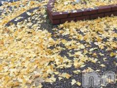 新潟デリヘル熟女の風俗 最終章(ジュクジョノフウゾクサイシュウショウ) はるか(39)の11月26日写メブログ「🦢」