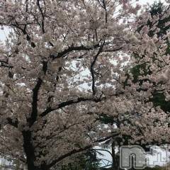 新潟デリヘル熟女の風俗 最終章(ジュクジョノフウゾクサイシュウショウ) はるか(39)の4月5日写メブログ「🌸満開🌸」