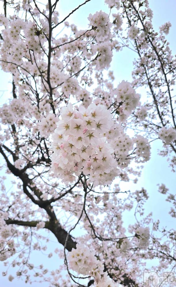 ��Ʋ����Х��顦����֥���� �ץ���� Ĺ��(����� �ץ���� �ʥ���) ����Ҥ�4��8���̥�֥����֤���Ф��🌃��