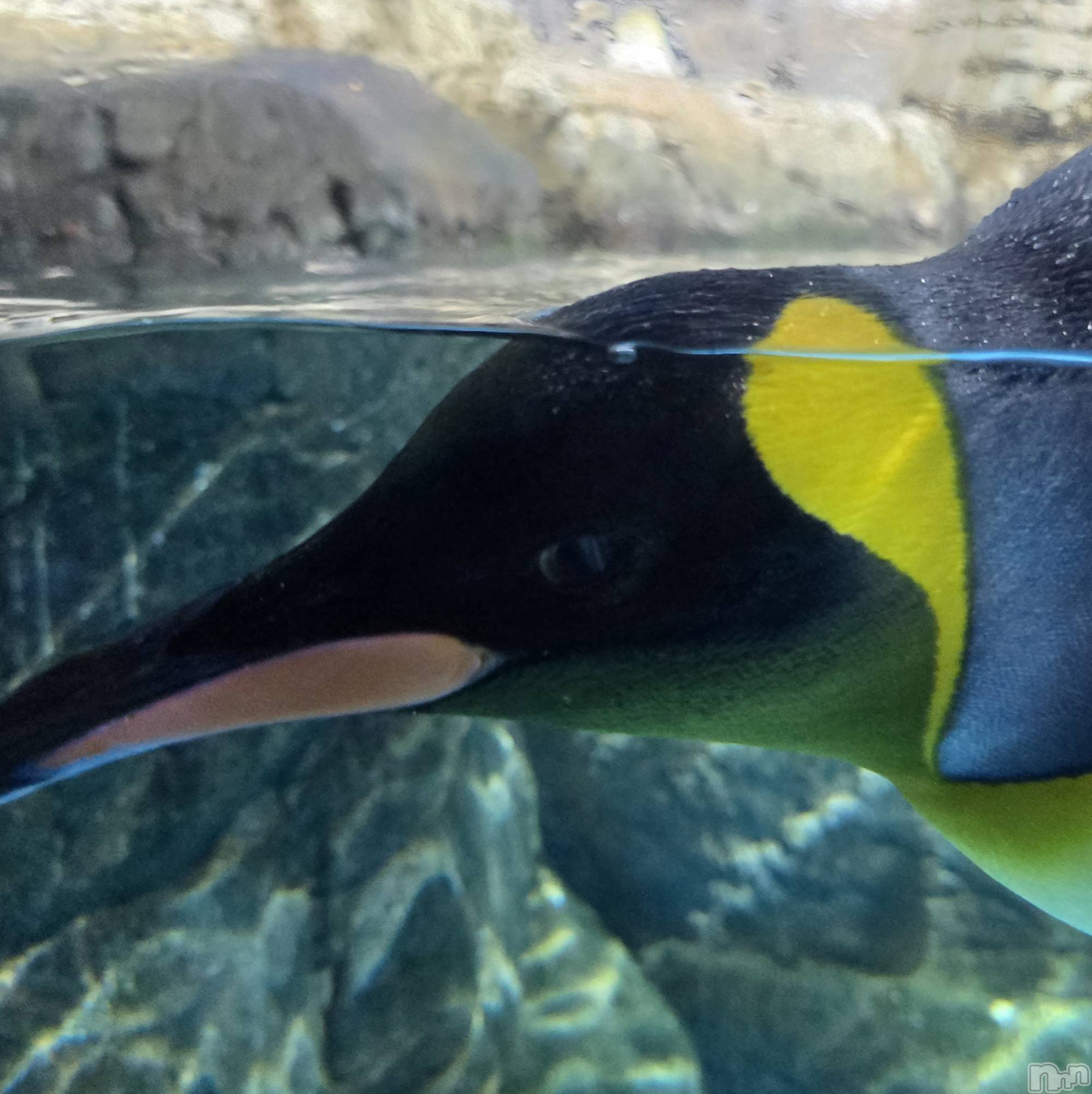 ƲХ顦֥ ץ Ĺ( ץ ʥ) 2025ǯ111̥֥֤Ф🌉