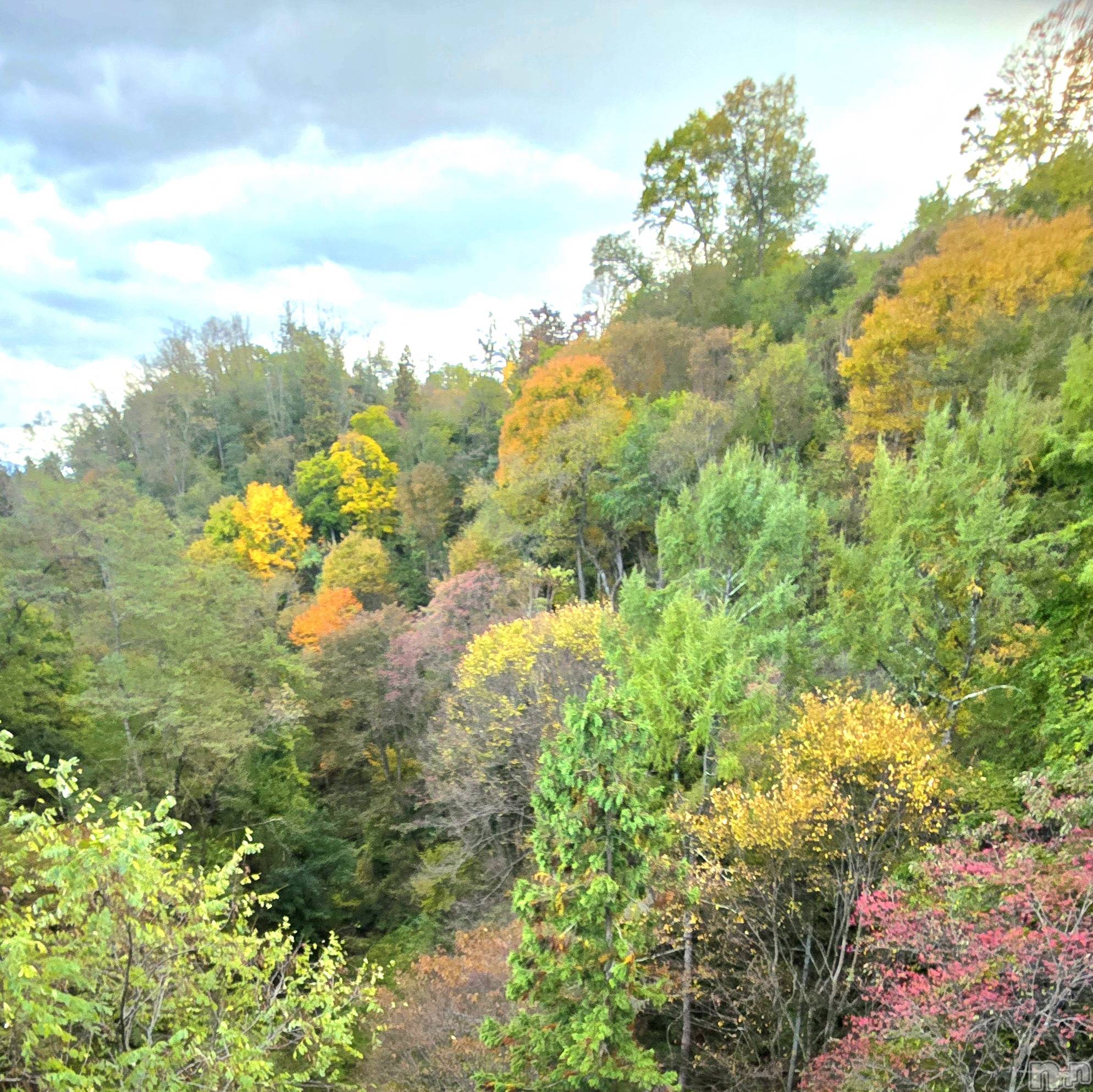 ƲХ顦֥ ץ Ĺ( ץ ʥ) 2025ǯ1112̥֥֤Ф🌉