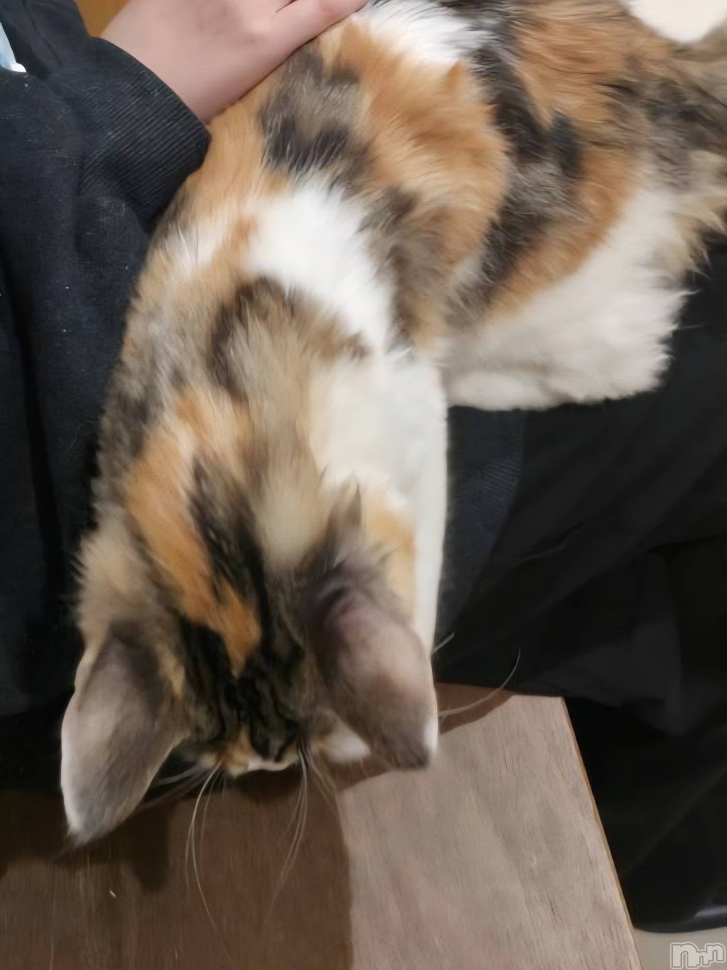 ��Ʋ����Х��顦����֥���� �ץ���� Ĺ��(����� �ץ���� �ʥ���) ��2025ǯ12��19���̥�֥����֤���Ф��🌉��