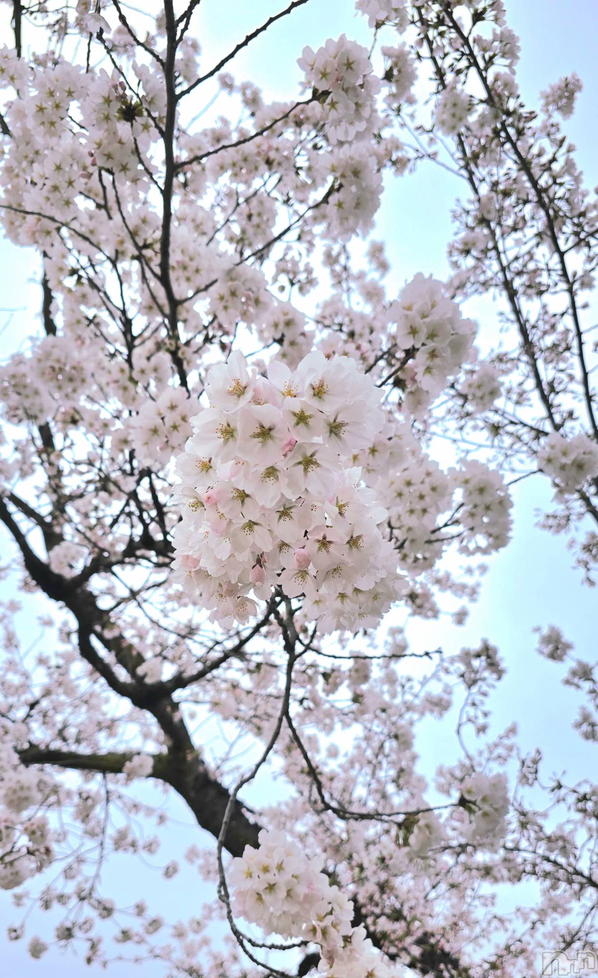 ��Ʋ����Х��顦����֥���� �ץ���� Ĺ��(����� �ץ���� �ʥ���) ��2026ǯ4��8���̥�֥����֤���Ф��🌃��