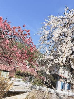ƲХ顦֥ ץ Ĺ( ץ ʥ) (23)424̥֥🌸