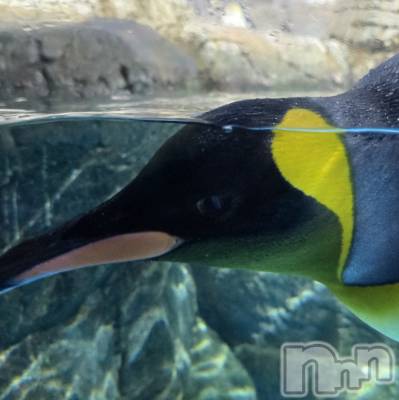 ƲХ顦֥ ץ Ĺ( ץ ʥ) (23)111̥֥֤Ф🌉