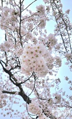 ��Ʋ����Х��顦����֥���� �ץ���� Ĺ��(����� �ץ���� �ʥ���) �����(23)��4��8���̥�֥����֤���Ф��🌃��