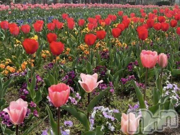 新潟デリヘル熟女の風俗 最終章(ジュクジョノフウゾクサイシュウショウ)ゆきの(43)の2026年3月31日写メブログ「4月も宜しくお願いします♡」