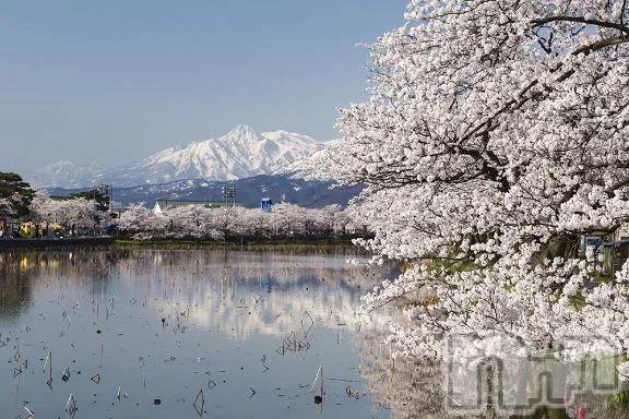 新潟デリヘル熟女の風俗 最終章(ジュクジョノフウゾクサイシュウショウ)ゆきの(43)の2026年4月16日写メブログ「胸が痛いです」