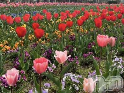 新潟デリヘル 熟女の風俗 最終章(ジュクジョノフウゾクサイシュウショウ) ゆきの(43)の3月31日写メブログ「4月も宜しくお願いします♡」