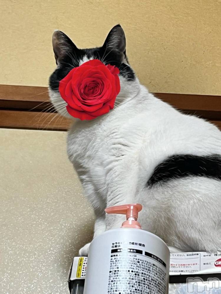 三条デリヘル新潟デリヘル倶楽部　三条店(ニイガタデリヘルクラブ　サンジョウテン) そら(26)の10月19日写メブログ「降ってきたカルタロス🐱」