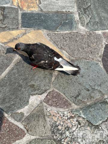 三条デリヘル新潟デリヘル倶楽部　三条店(ニイガタデリヘルクラブ　サンジョウテン)そら(26)の2023年7月6日写メブログ「はとぽっぽ🕊」