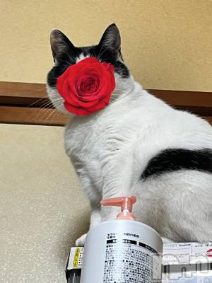 三条デリヘル 新潟デリヘル倶楽部　三条店(ニイガタデリヘルクラブ　サンジョウテン) そら(26)の10月19日写メブログ「降ってきたカルタロス🐱」