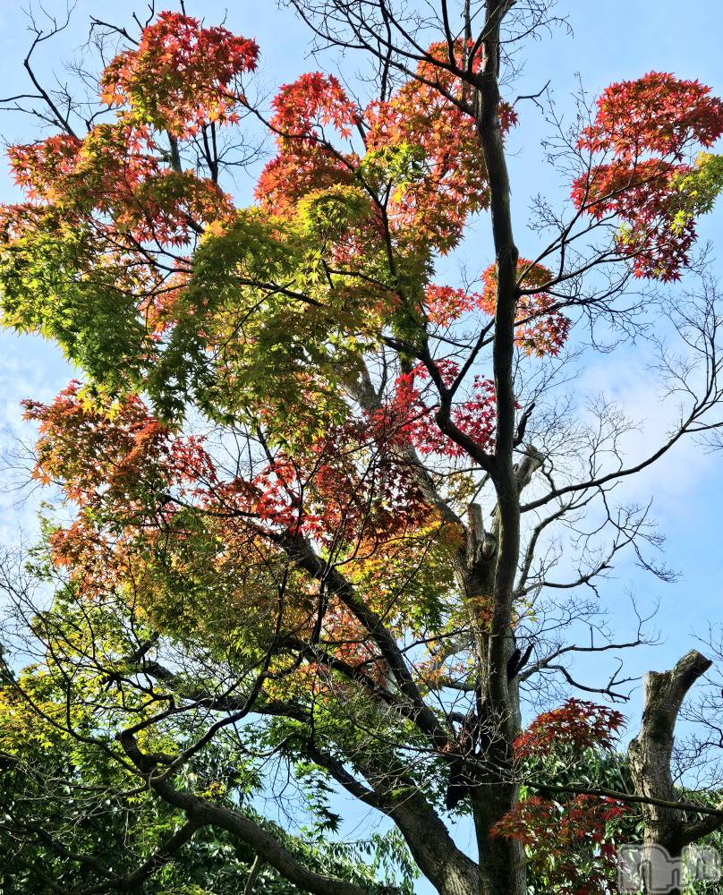 ĮХ顦֥ ץ ( ץ ) ǵʤߤ718̥֥🍁
