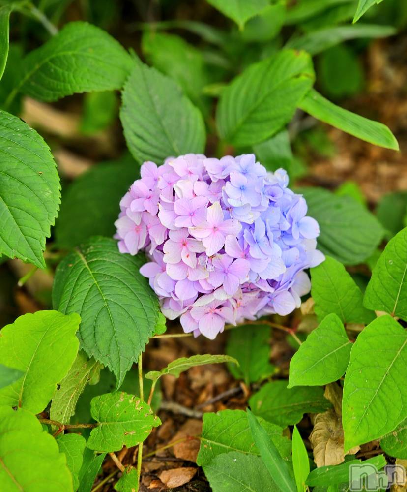 ĮХ顦֥ ץ ( ץ ) ǵʤߤ87̥֥🌼