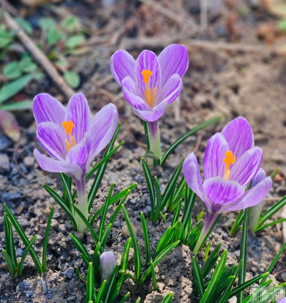 ĮХ顦֥ ץ ( ץ ) ǵʤߤ330̥֥🌼*