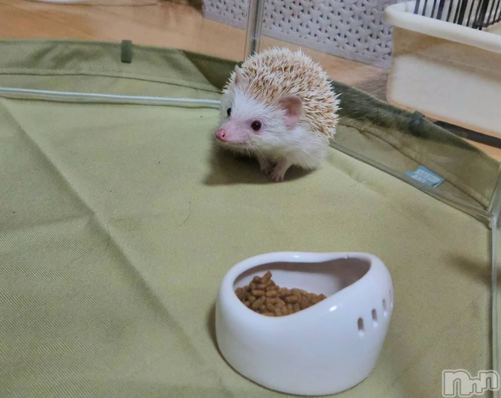 ĮХ顦֥ ץ ( ץ ) ǵʤߤ64̥֥🤫