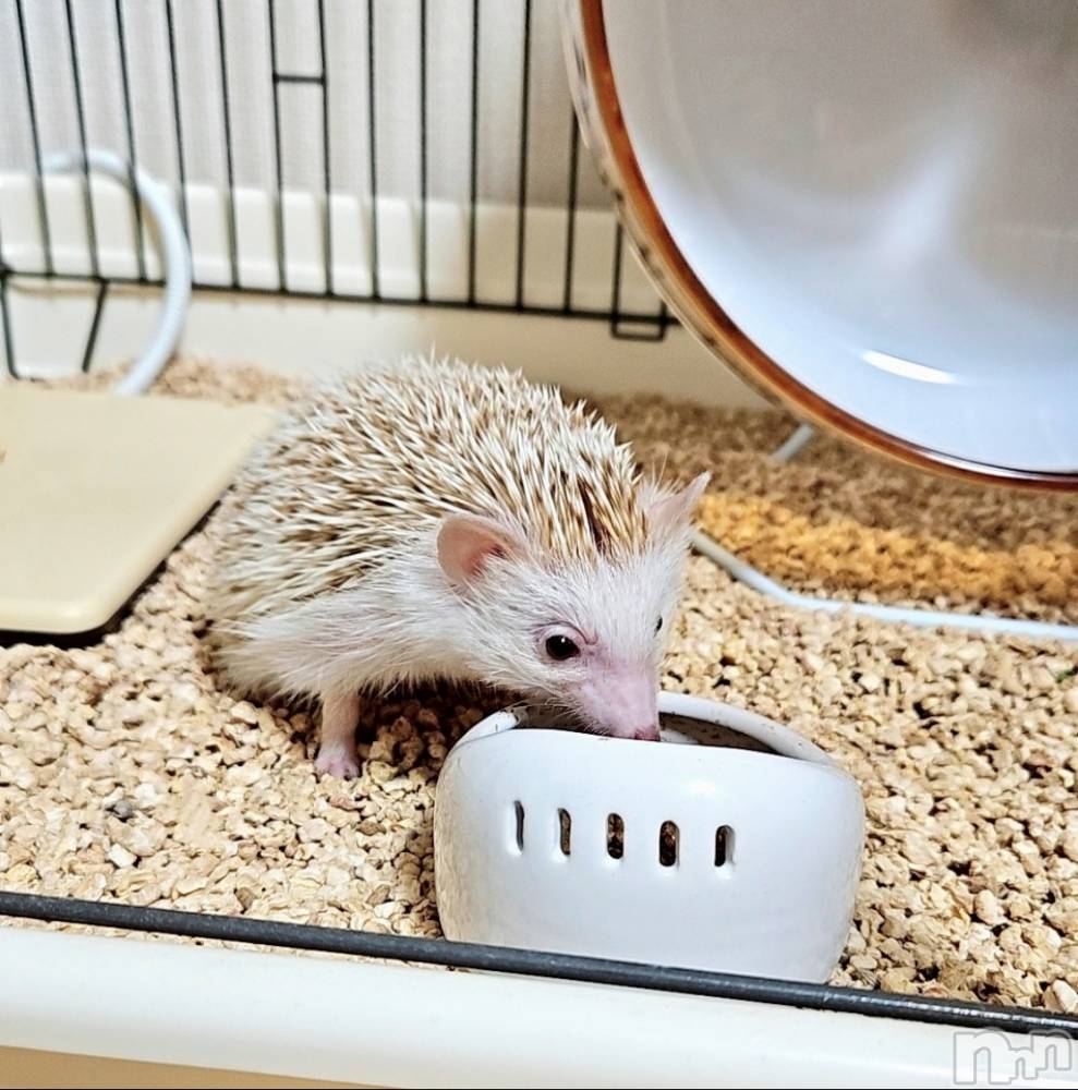 ĮХ顦֥ ץ ( ץ ) ǵʤߤ617̥֥🦔⸒⸒