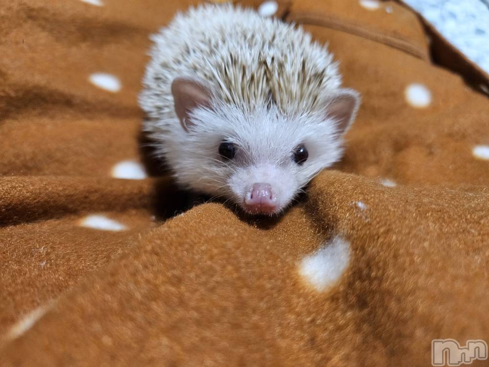 ĮХ顦֥ ץ ( ץ ) ǵʤߤ723̥֥😍