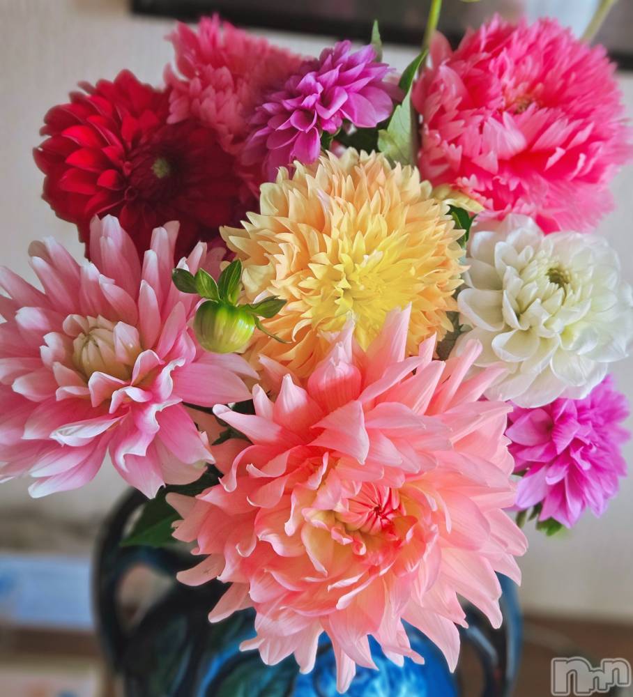 ĮХ顦֥ ץ ( ץ ) ǵʤߤ813̥֥🌼*