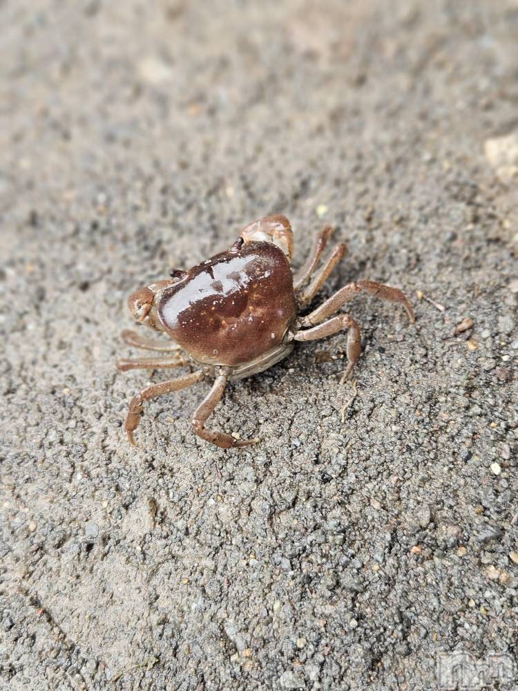 ĮХ顦֥ ץ ( ץ ) ǵʤߤ813̥֥🦀