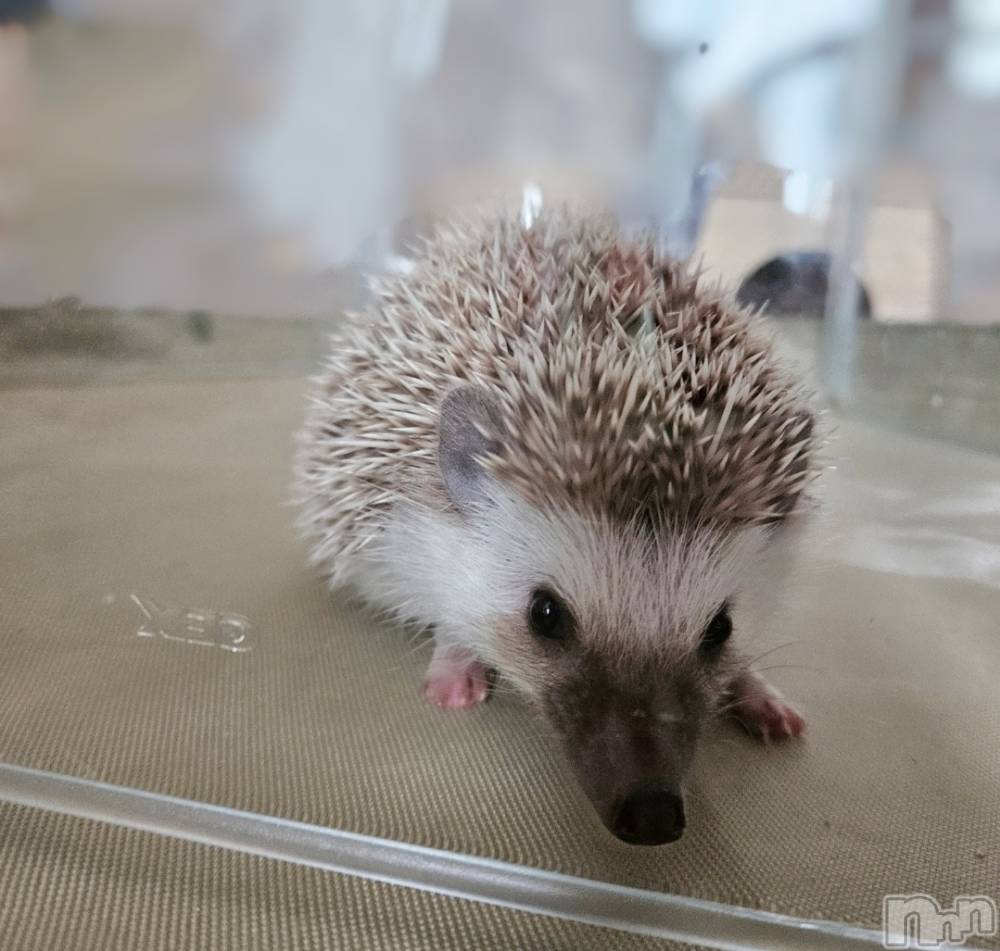 ĮХ顦֥ ץ ( ץ ) ǵʤߤ815̥֥🥰