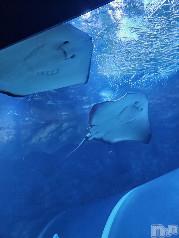 ĮХ顦֥ ץ ( ץ ) ǵʤߤ91̥֥🐟