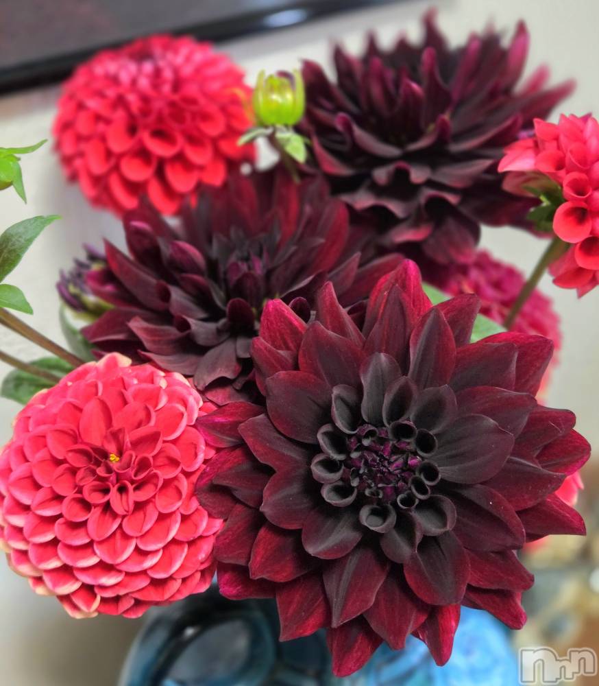 ĮХ顦֥ ץ ( ץ ) ǵʤߤ930̥֥🌼