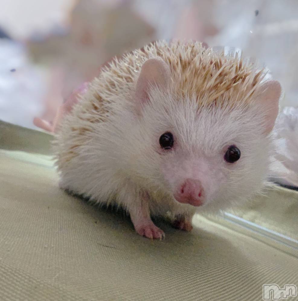 ĮХ顦֥ ץ ( ץ ) ǵʤߤ1017̥֥😁