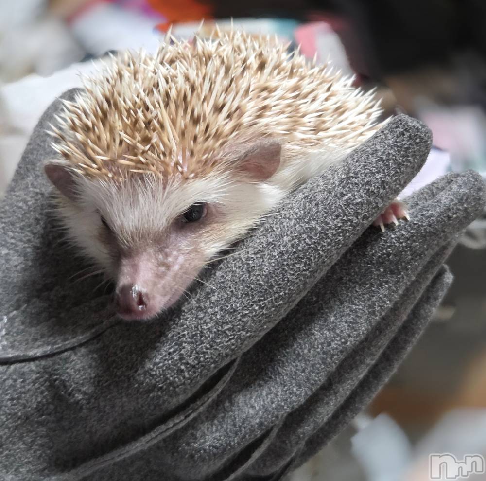 ĮХ顦֥ ץ ( ץ ) ǵʤߤ1030̥֥😣