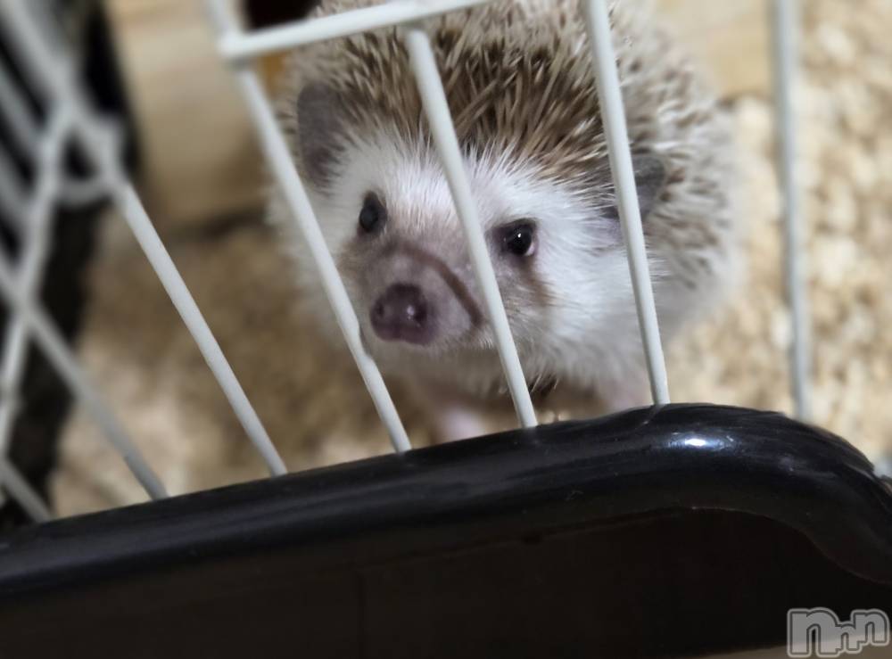 ĮХ顦֥ ץ ( ץ ) ǵʤߤ111̥֥☺️