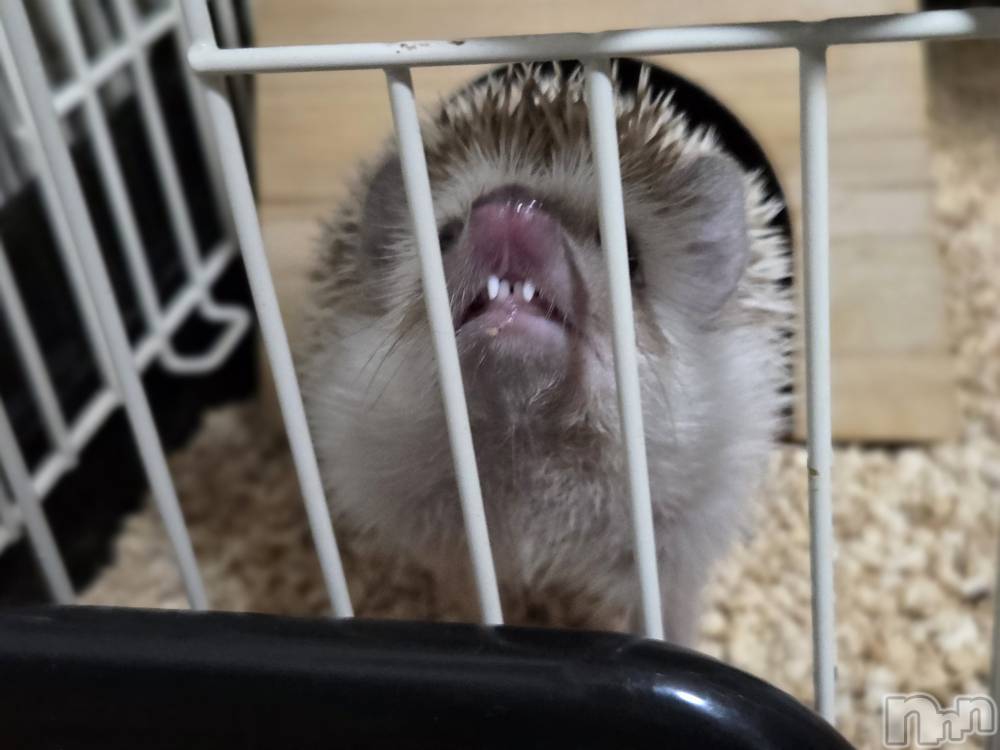 ĮХ顦֥ ץ ( ץ ) ǵʤߤ114̥֥🦷