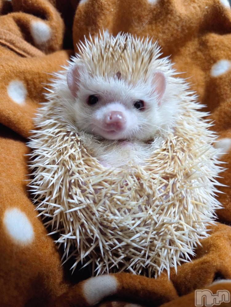 ĮХ顦֥ ץ ( ץ ) ǵʤߤ116̥֥😆