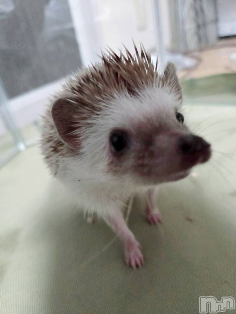 ĮХ顦֥ ץ ( ץ ) ǵʤߤ116̥֥😌