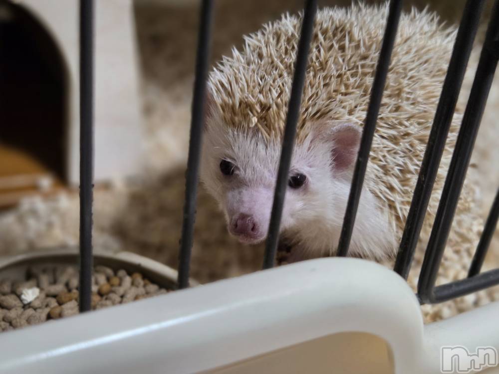 ��Į����Х��顦����֥���� �ץ���� ����(����� �ץ���� ������) ��ǵ���ʤߤ�11��27���̥�֥�����😐��