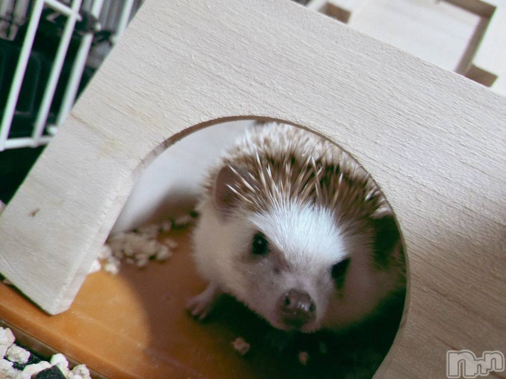 ĮХ顦֥ ץ ( ץ ) ǵʤߤ125̥֥😊