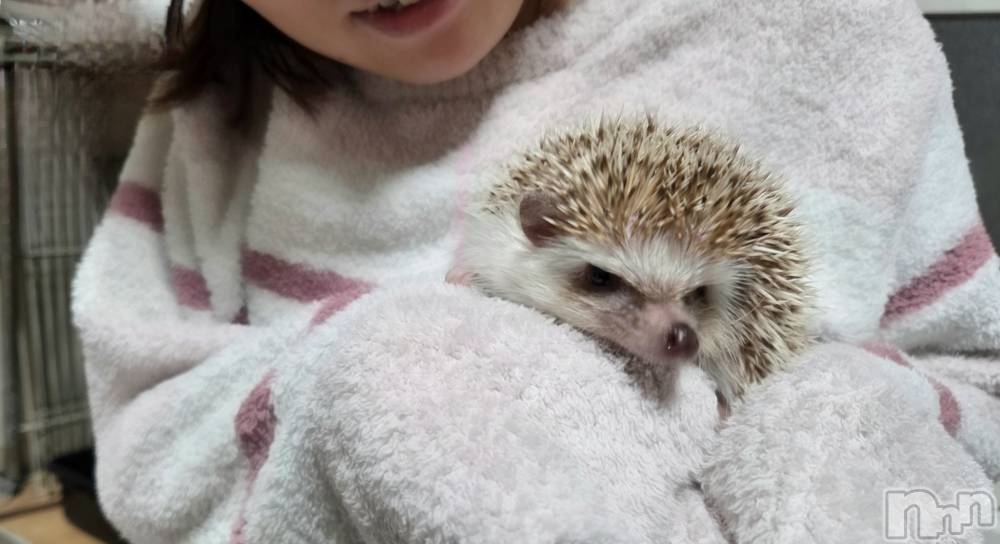 ��Į����Х��顦����֥���� �ץ���� ����(����� �ץ���� ������) ��ǵ���ʤߤ�12��18���̥�֥�����😌��