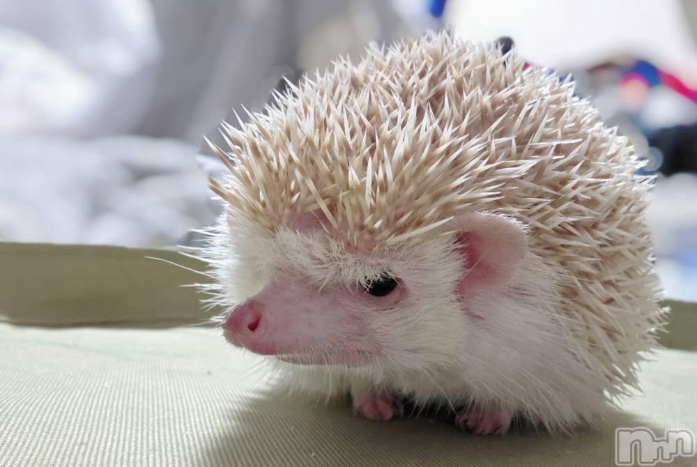 ��Į����Х��顦����֥���� �ץ���� ����(����� �ץ���� ������) ��ǵ���ʤߤ�12��18���̥�֥�����😯��